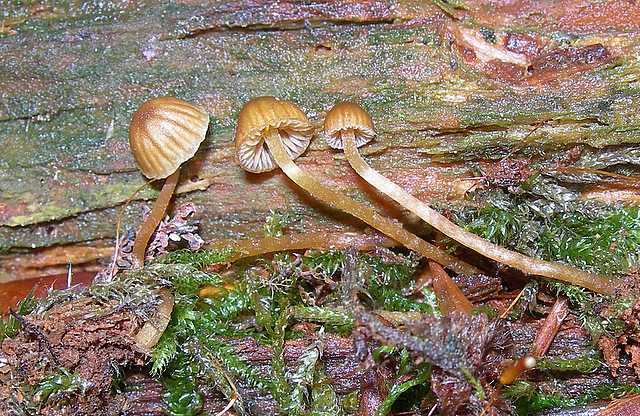 Le  meraviglie della foresta